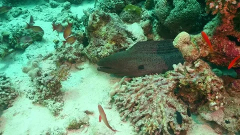 Giant Moray Eel in Coral Reef with Tropical Fish Stock Footage 316575102
