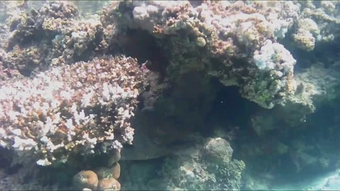 Giant Moray Eel Emerging from a Coral Cave Vídeos de archivo 343728512