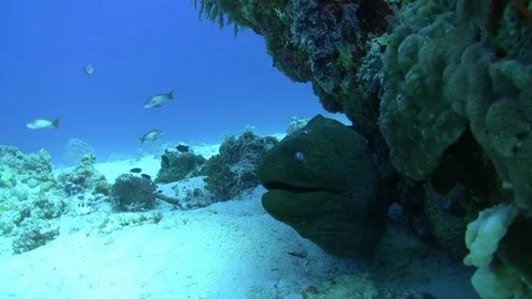 Giant moray eel - extreme close-up Stock Footage 75675465