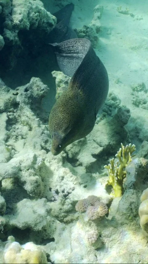 Giant moray eel floats on top of coral reef on sunny day Vidéo 241563561