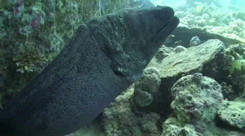 Giant Moray Eel Stock Footage 736985