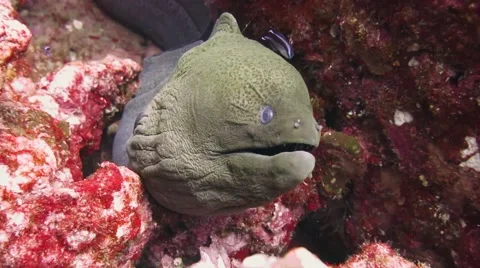 Giant Moray Eel Stock Footage 49668961