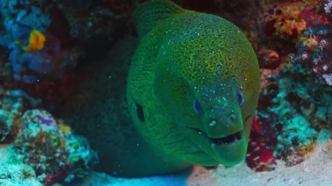 Giant moray eel Video stock 74920621