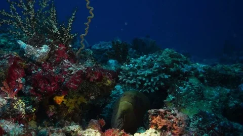 Giant moray eel Video stock 74920898