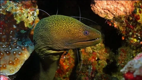 Giant moray eel Stock Footage 74924236