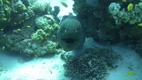 Giant moray eel Stock Footage 96709422