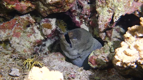 A giant moray eel Stock Footage 98781871