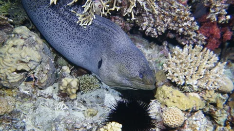 A giant moray eel Stock Footage 99220551