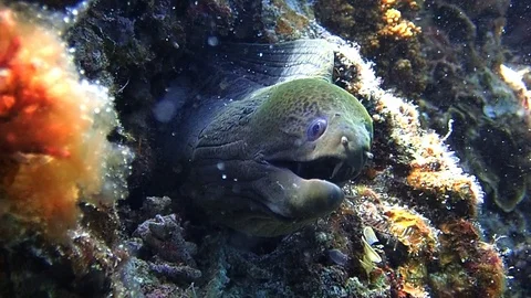 Giant moray eel Stock Footage 112316220
