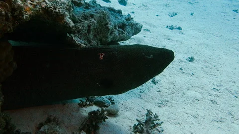 A giant moray eel Stock Footage 120359975