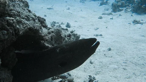 A giant moray eel Stock Footage 120439401