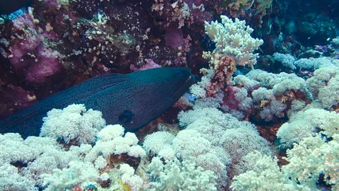 A giant moray eel Stock Footage 120439570