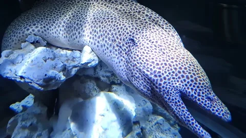 Giant Moray EEL Stock Footage 197403457