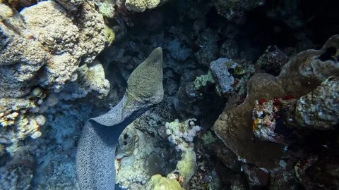 Giant Moray eel Stock Footage 280244806