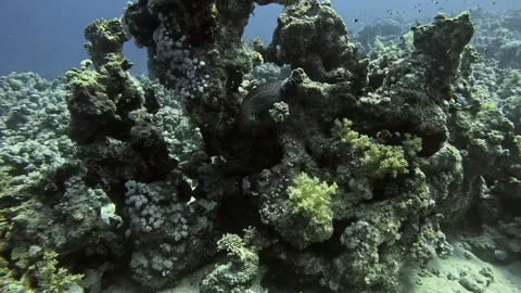 Giant moray eel Stock Footage 280681986