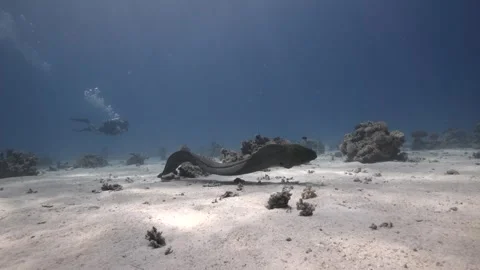 Giant Moray Eel Free Swimming Over Sandy Bottom in the Red Sea Stock Footage 346180580