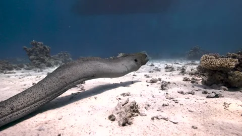 Giant Moray Eel Free Swimming Over Sandy Bottom in the Red Sea Stock Footage 346180595