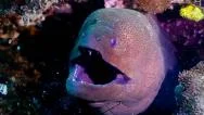 Giant Moray Eel Frontshot. Stock Footage