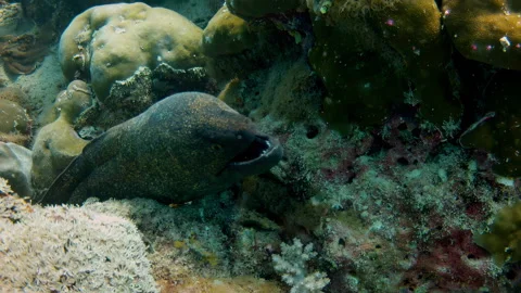 Giant Moray Eel Gaping on Coral Reef Stock Footage 346348797