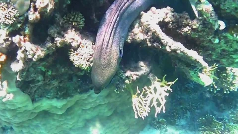 Giant Moray Eel Gets Its Mouth Cleaned by Cleaner Fish in Las Cabanas, Red Sea,  Stock Footage 340751097