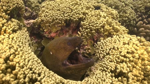 Giant moray eel is getting cleaned by a cleaner wrasse on a tropical coral Video stock 158018207