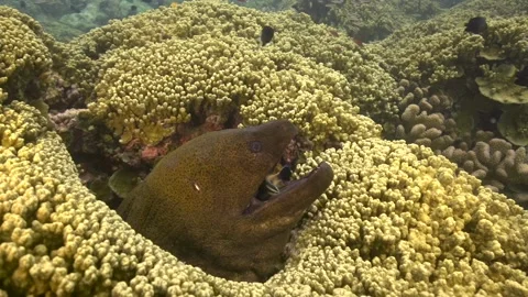 Giant moray eel is getting cleaned by a cleaner wrasse on a tropical coral Video stock 158018216