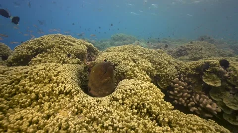 Giant moray eel is getting cleaned by a cleaner wrasse on a tropical coral Stock Footage 158018228
