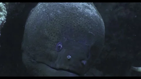 Giant Moray Eel getting cleaned Stock Footage 315274672