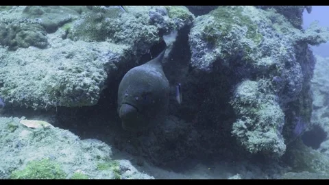 Giant Moray Eel getting cleaned Stock Footage 315274681