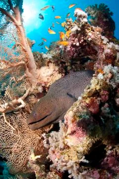 Giant moray eel getting cleaned by a cleaner wrasse. red sea, egypt. 库存照片