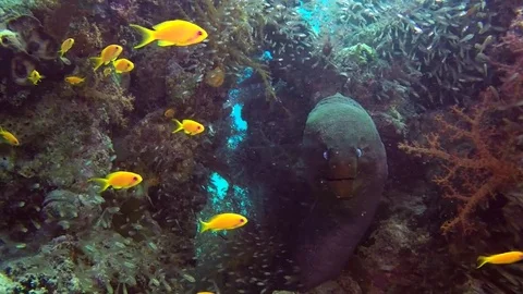 Giant moray eel with glassfish Stock Footage 71123827