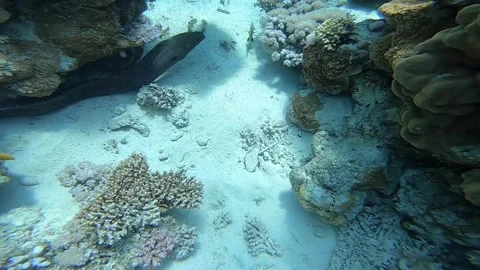 Giant moray eel gliding along sandy seabed beside coral reef Stock-Footage 348498148
