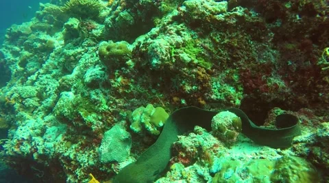 Giant Moray Eel (Gymnothorax javanicus) Video stock 65210873