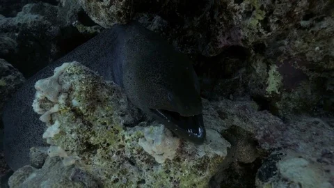 Giant Moray eel, Gymnothorax javanicus,  breathing in his coral reef cave. Stock Footage 79850185