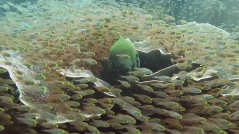 Giant moray eel , gymnothorax javanicus and friends accepting him as a boss Stock Footage 80453942