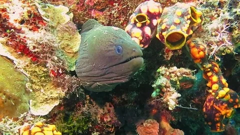 Giant Moray Eel gymnothorax javanicus  in corals of Bali Stock Footage 80665247
