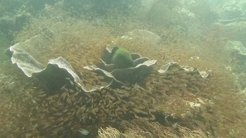Giant moray eel , Gymnothorax javanicus andfriends  on coral of Raja Ampat Stock Footage 84581577