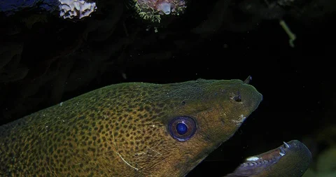 Giant Moray Eel (Gymnothorax javanicus) Underwater Stock Footage 90766732