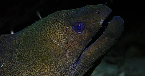 Giant Moray Eel (Gymnothorax javanicus) Underwater Video stock 90766734