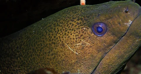 Giant Moray Eel (Gymnothorax javanicus) Underwater Stock Footage 90766932
