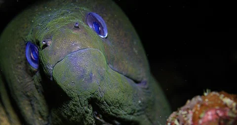Giant Moray Eel (Gymnothorax javanicus) Underwater Stock Footage 90767097