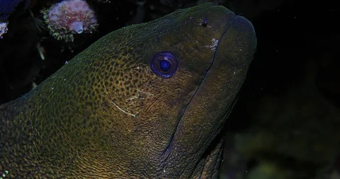 Giant Moray Eel (Gymnothorax javanicus) Underwater Stock Footage 90767194