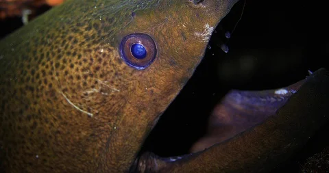 Giant Moray Eel (Gymnothorax javanicus) Underwater Stock Footage 90767582