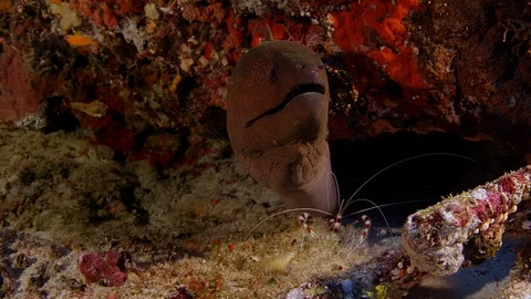 Giant moray eel (Gymnothorax javanicus) with Banded Coral Shrimp (Stenopus hi Video stock 119339891