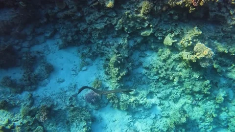 Giant Moray Eel (Gymnothorax javanicus) swiming near coral reef Stock Footage 177922139