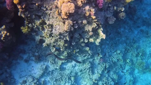 Giant Moray Eel (Gymnothorax javanicus) swiming near coral reef. Video stock 177922679