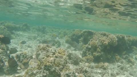  Giant Moray Eel Halfway Inside a Cave Opening Its Mouth in Shallow Water, Marsa Stock-Footage 342806159