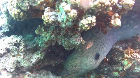 Giant Moray Eel Hanging Head Down in Coral Crevice, Extreme Close-Up of Teeth an Stock Footage 339491147