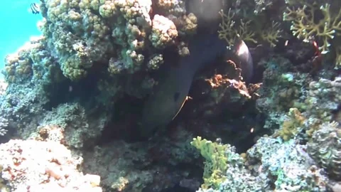 Giant Moray Eel Hanging Head Down in Coral Crevice, Extreme Close-Up of Teeth an Stock Footage 339491175