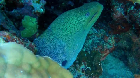 Giant Moray Eel Head in Cave Opening Its Mouth, Close-Up of Teeth, Marsa Alam, E Stock-Footage 342805896